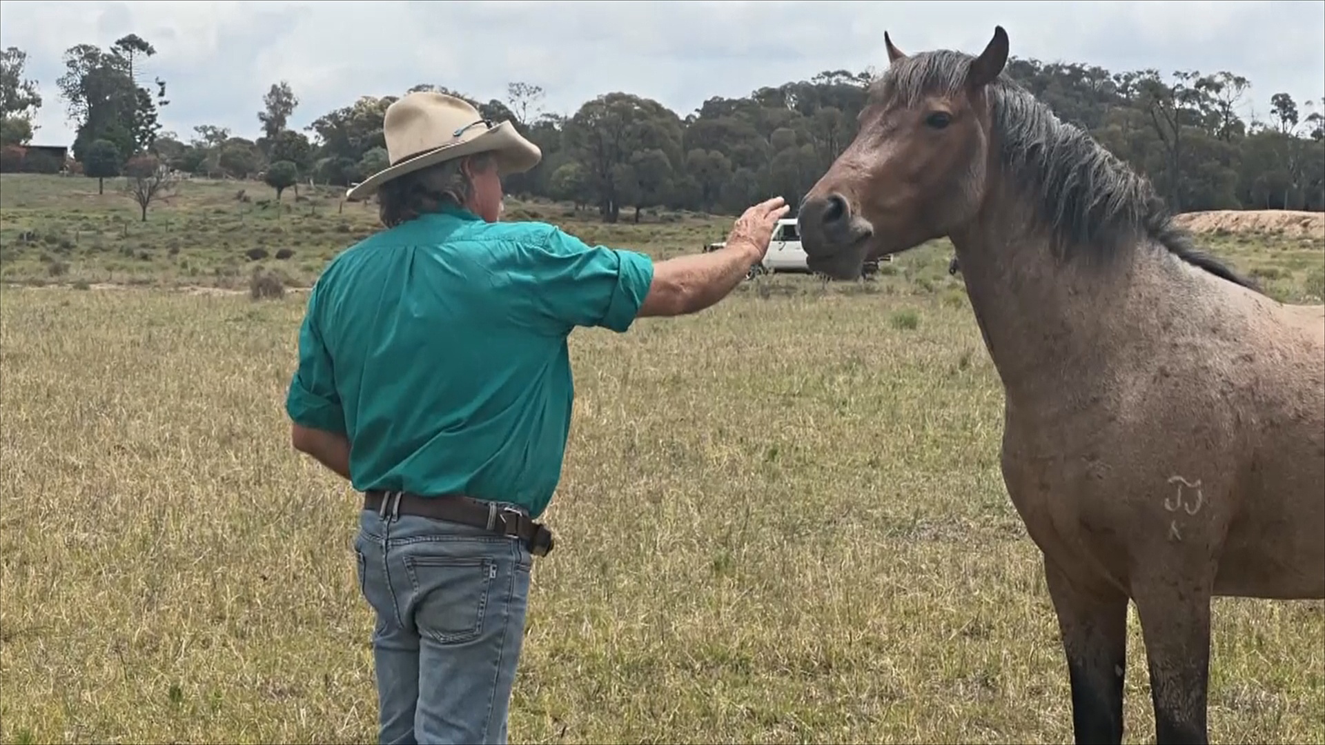 Как диким лошадям Австралии находят новый дом