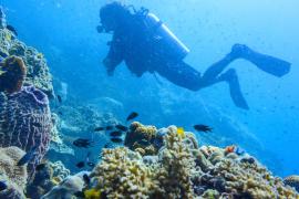 В Австралии дайверам-туристам говорят о проблемах Большого Барьерного рифа