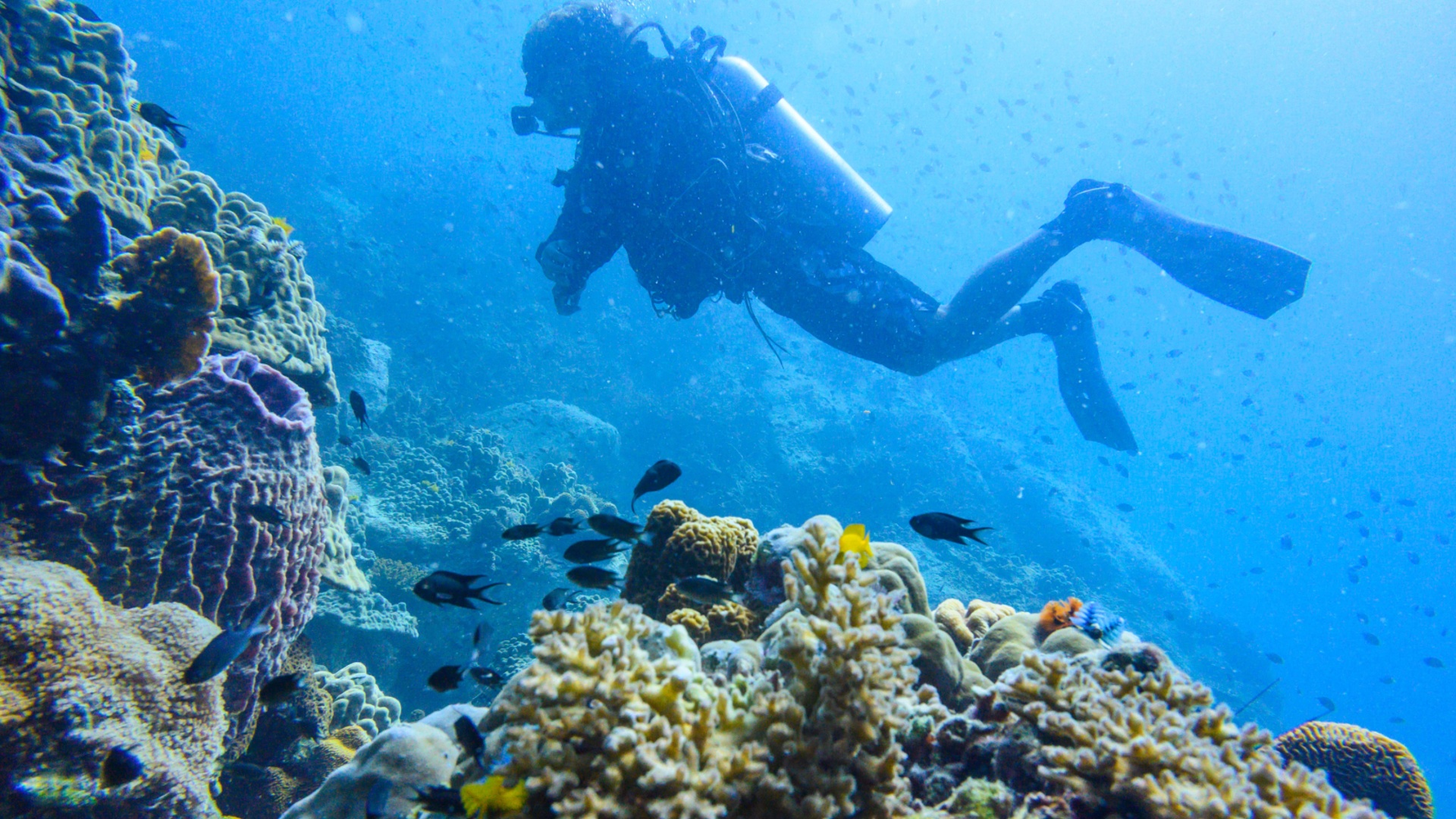 В Австралии дайверам-туристам говорят о проблемах Большого Барьерного рифа