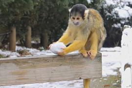 Снег и мороз стали неожиданным подарком для питомцев Лондонского зоопарка