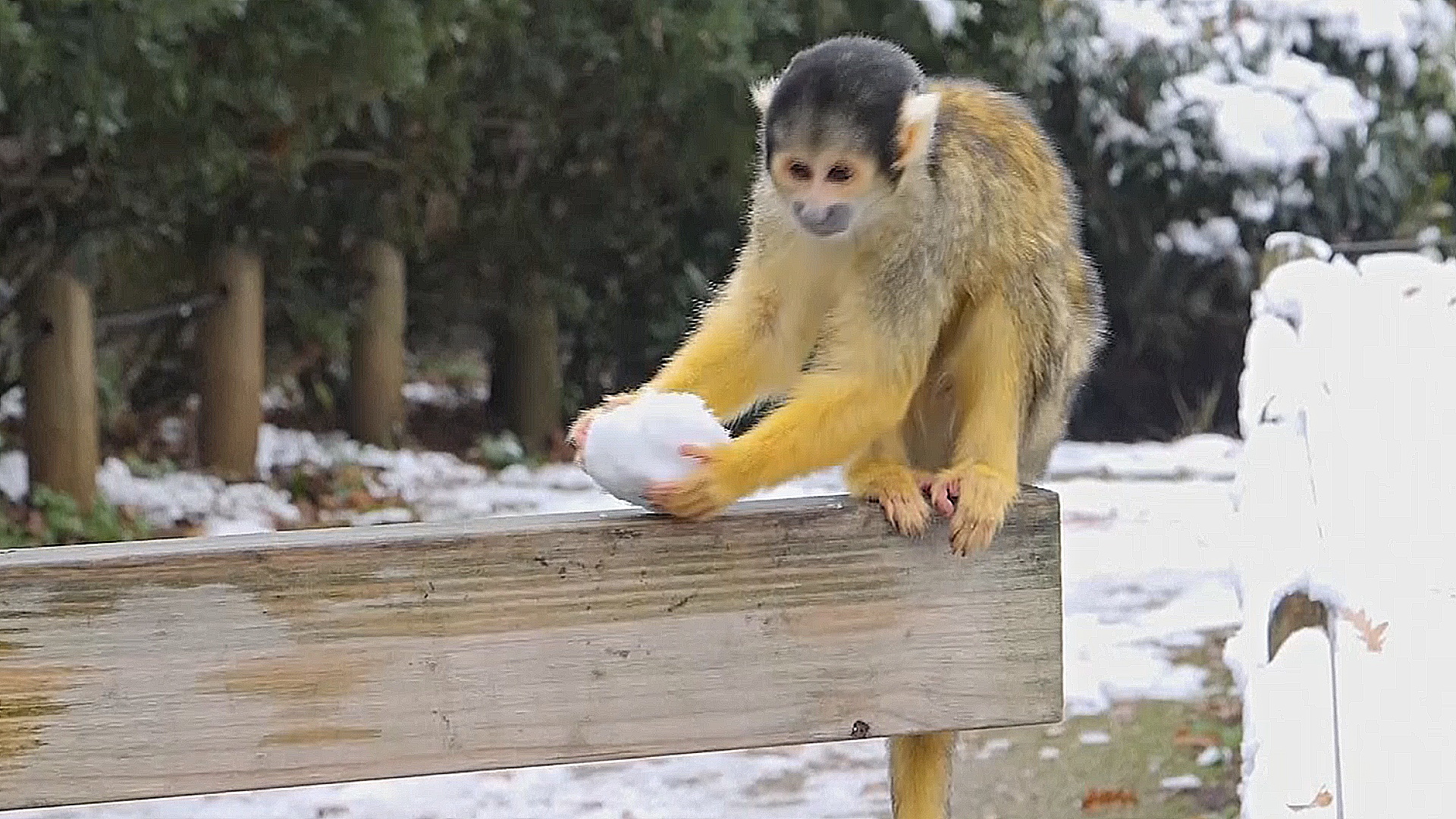 Снег и мороз стали неожиданным подарком для питомцев Лондонского зоопарка