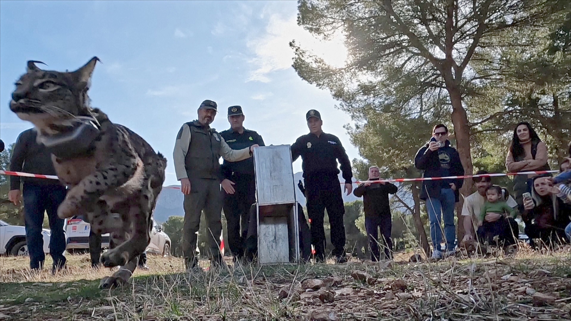 Пять редких пиренейских рысей выпустили в леса на юге Испании