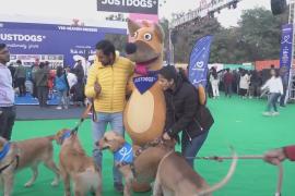 Игры, конкурсы и новые друзья: в Нью-Дели устроили праздник для кошек и собак