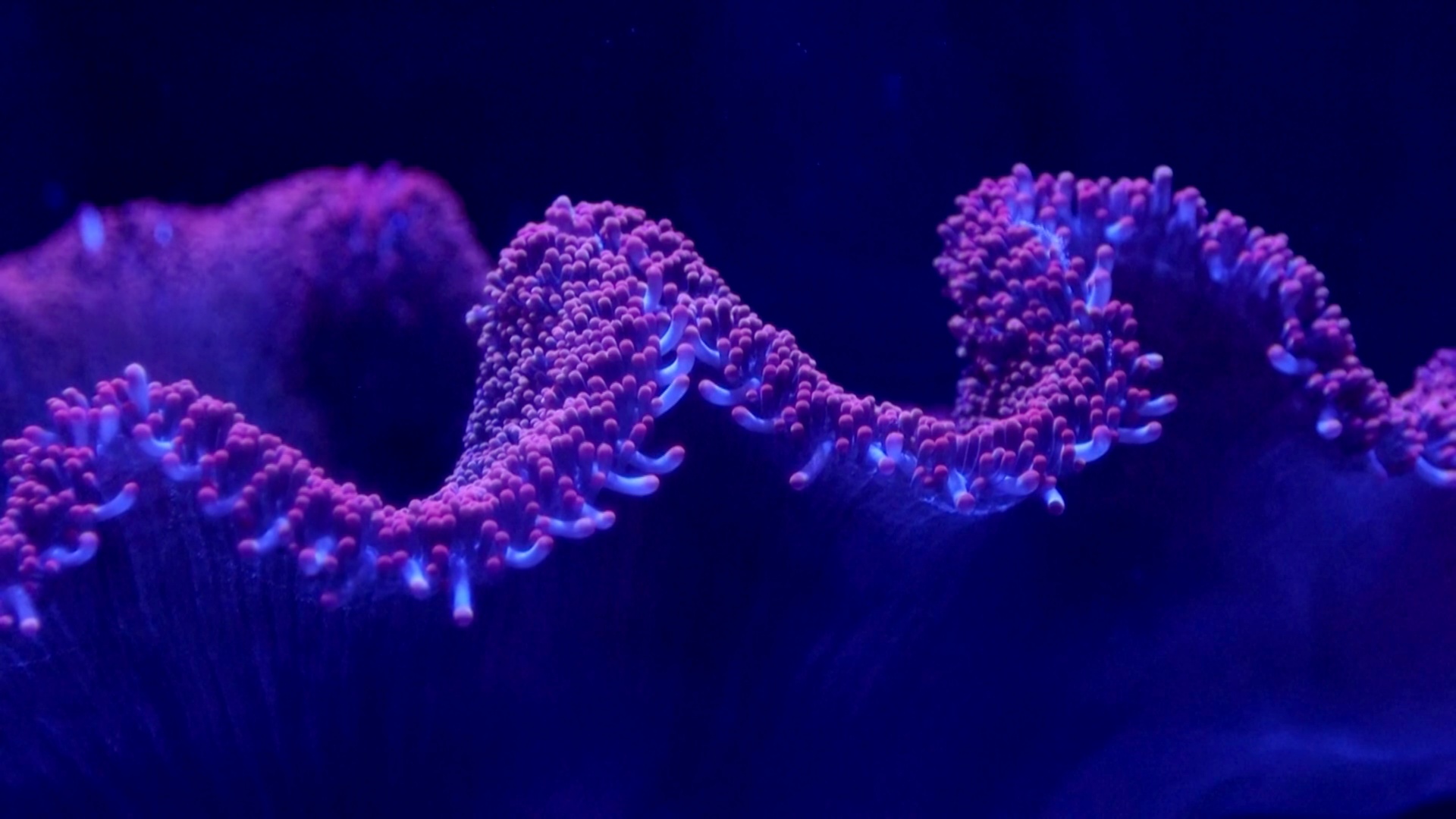 В США световая проекция рассказывает, как важно сохранить кораллы