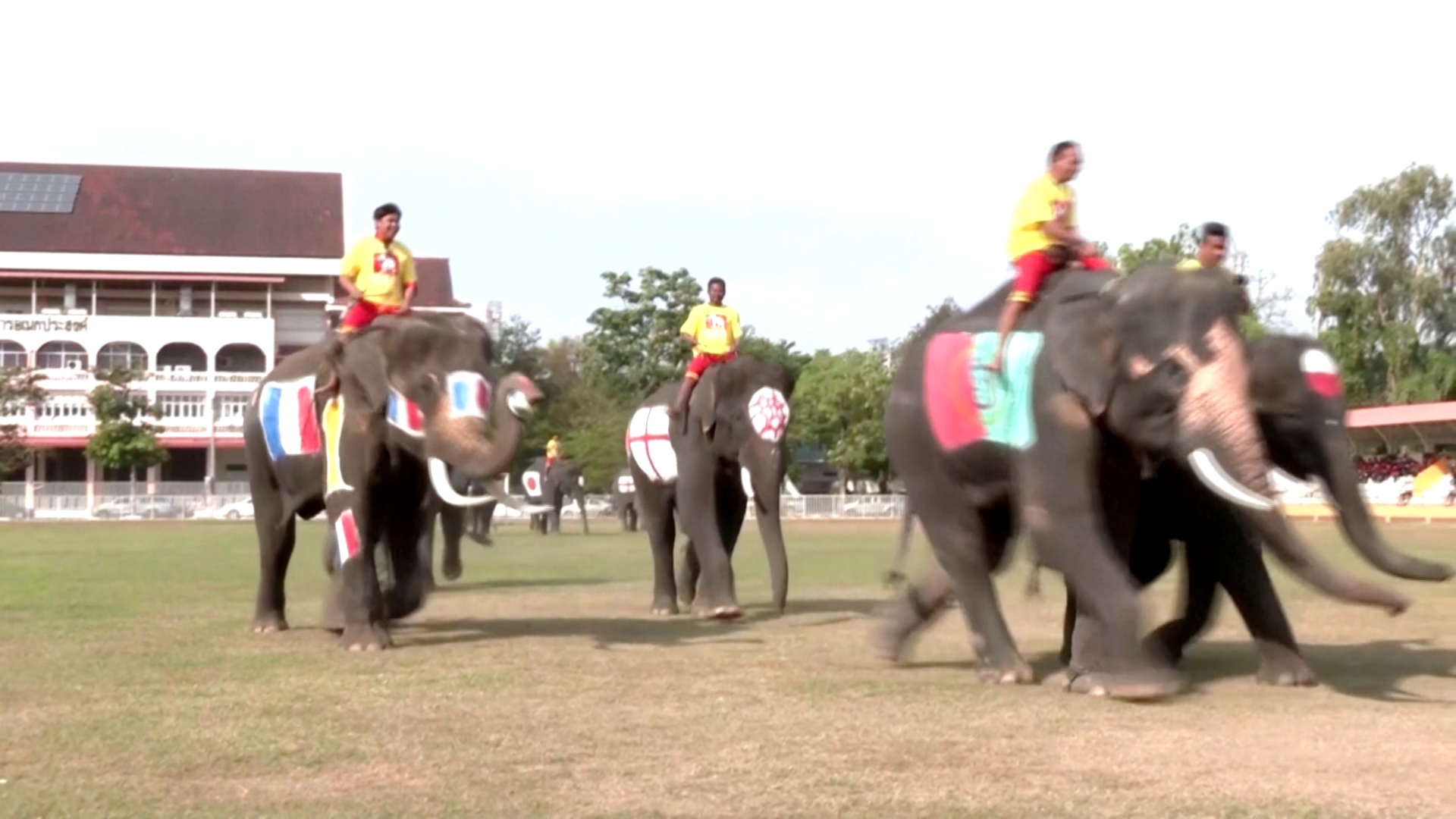 Слоны против школьников: собственный Кубок мира провели в Таиланде