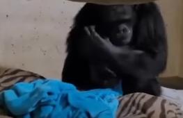 Как шимпанзе встретилась с детёнышем после разлуки. Трогательное видео.