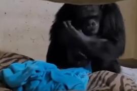 Как шимпанзе встретилась с детёнышем после разлуки. Трогательное видео.