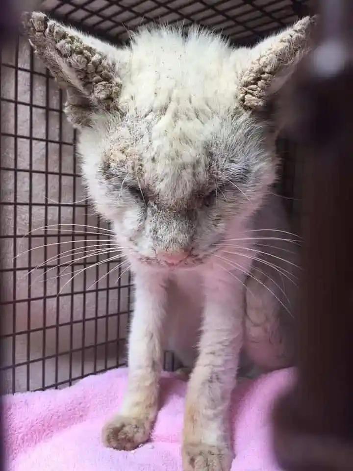 Уникальные глаза бездомного кота удивили тех, кто его спас
