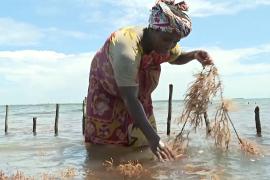 Фермы морских водорослей помогают кенийкам хорошо зарабатывать