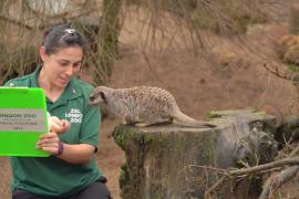 От тигров до черепах: в Лондонском зоопарке идёт подсчёт животных
