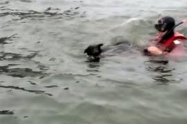 Всё серьёзно: как ВМФ Чили спасал собаку
