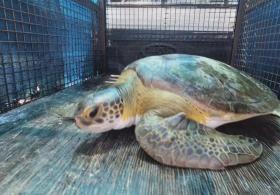Спасённые морские черепахи возвращаются в океан в Аргентине