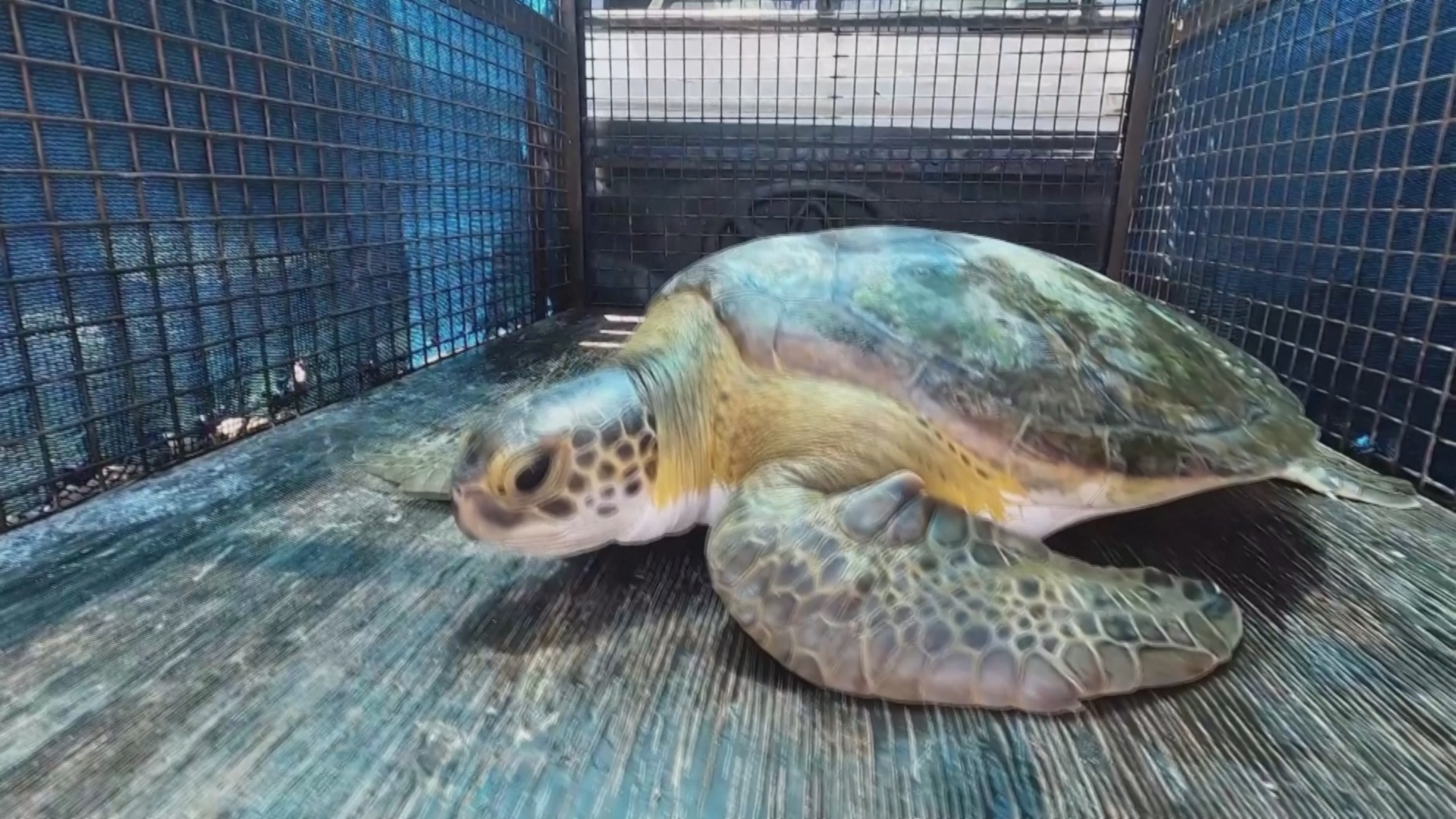 Спасённые морские черепахи возвращаются в океан в Аргентине