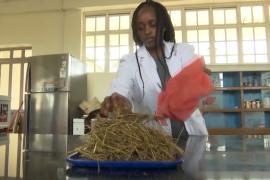 Кенийские студенты придумали, как с помощью травы победить голод