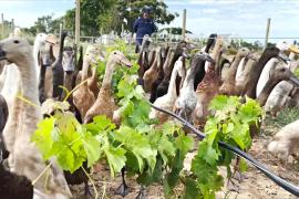 Утки вместо пестицидов помогают бороться с вредителями на винограднике