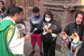 В Мексике в День святого Антония благословляют домашних животных