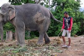 В Таиланде фермеры закупают новых слонов, готовясь к наплыву китайских туристов