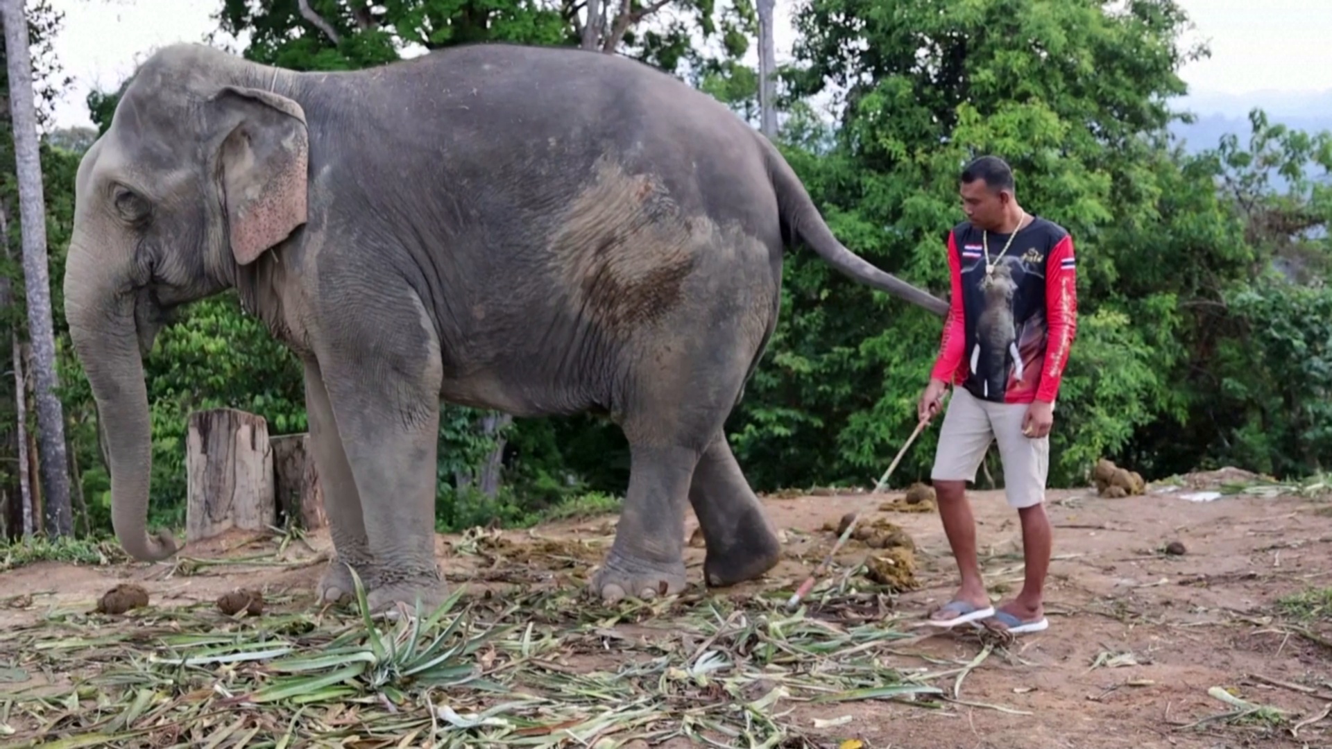 В Таиланде фермеры закупают новых слонов, готовясь к наплыву китайских туристов