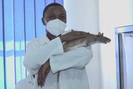 В Африке крыс учат выявлять туберкулёз