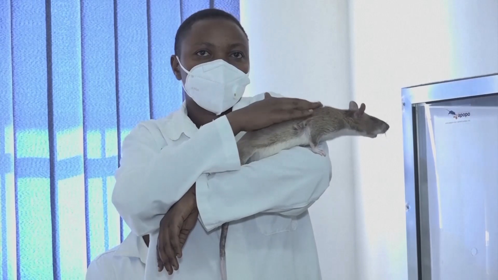 В Африке крыс учат выявлять туберкулёз
