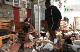 Кошачья армия: как кенийке живётся с 600 кошками
