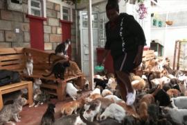 Кошачья армия: как кенийке живётся с 600 кошками