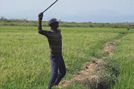 До шести миллионов птиц уничтожат в Кении, чтобы спасти поля риса