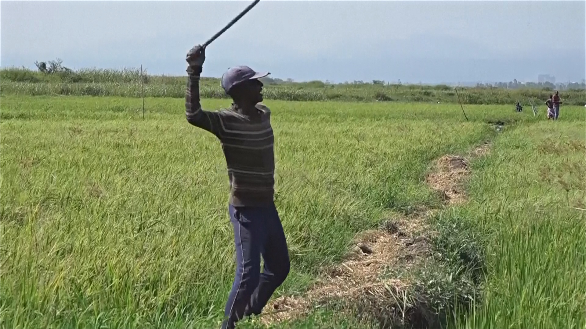 До шести миллионов птиц уничтожат в Кении, чтобы спасти поля риса