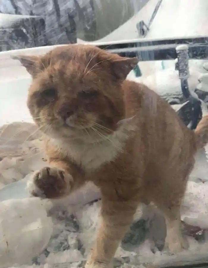 Как зимой бездомный кот просил о помощи