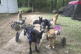 Женщина забрала домой шесть собак-инвалидов