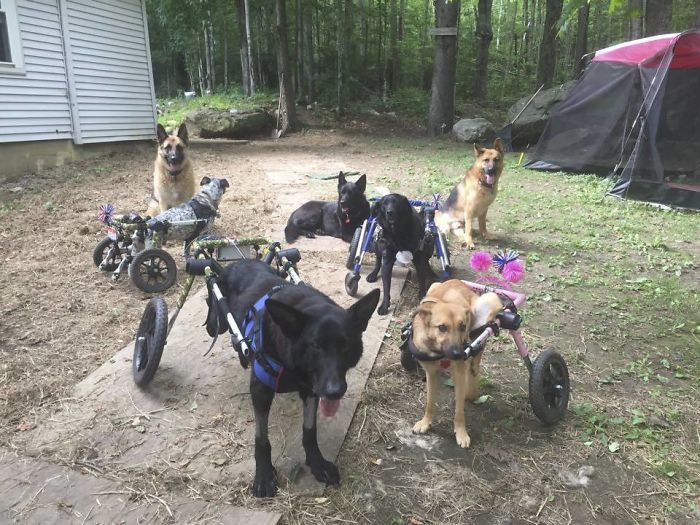 Женщина забрала домой шесть собак-инвалидов