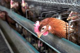 В Боливии обнаружили вспышки птичьего гриппа на птицефабрике и ферме