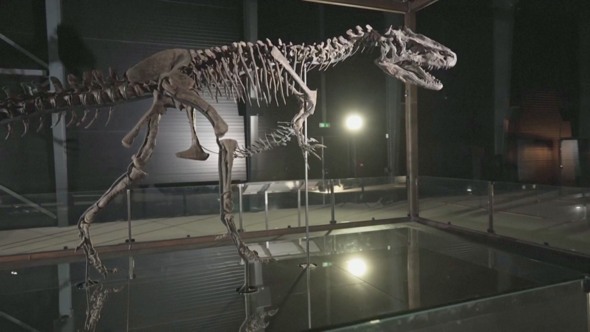 В новом музее в Дании представят скелеты динозавров и других доисторических животных