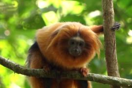 Бразильские учёные охотятся на редких обезьянок, чтобы их спасти