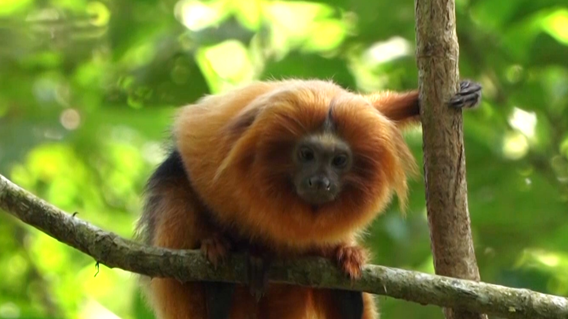 Бразильские учёные охотятся на редких обезьянок, чтобы их спасти