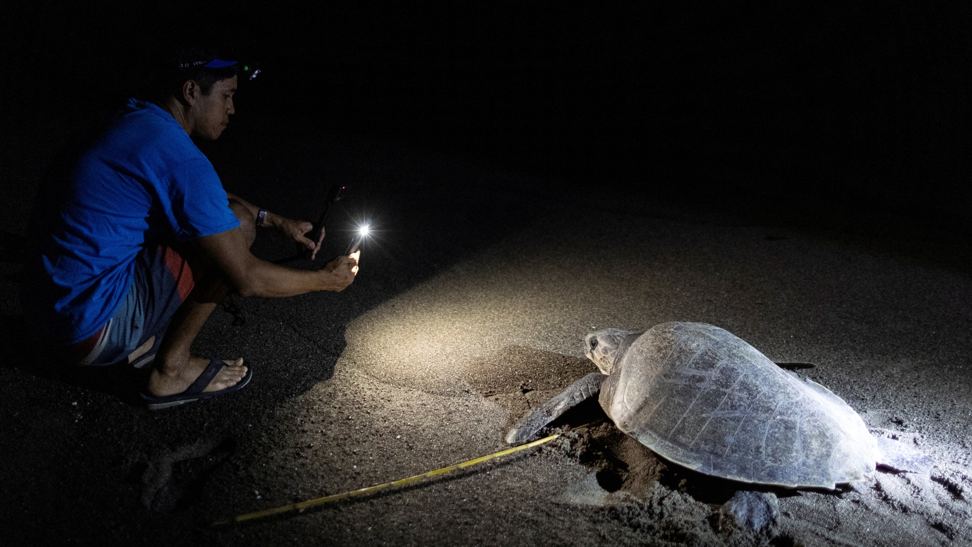 Бывшие браконьеры помогают спасти редких черепах на Филиппинах