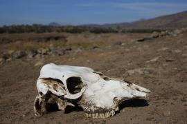 Сильнейшая засуха за полвека лишает чилийцев пастбищ и прибыли