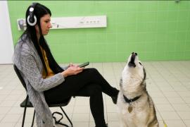 Как собаки разных пород реагируют на волчий вой, выяснили в Венгрии