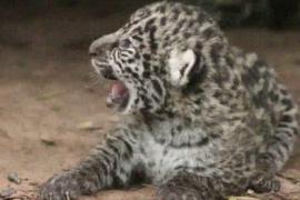Рождение двух детёнышей ягуара поможет восстановить популяцию в Аргентине
