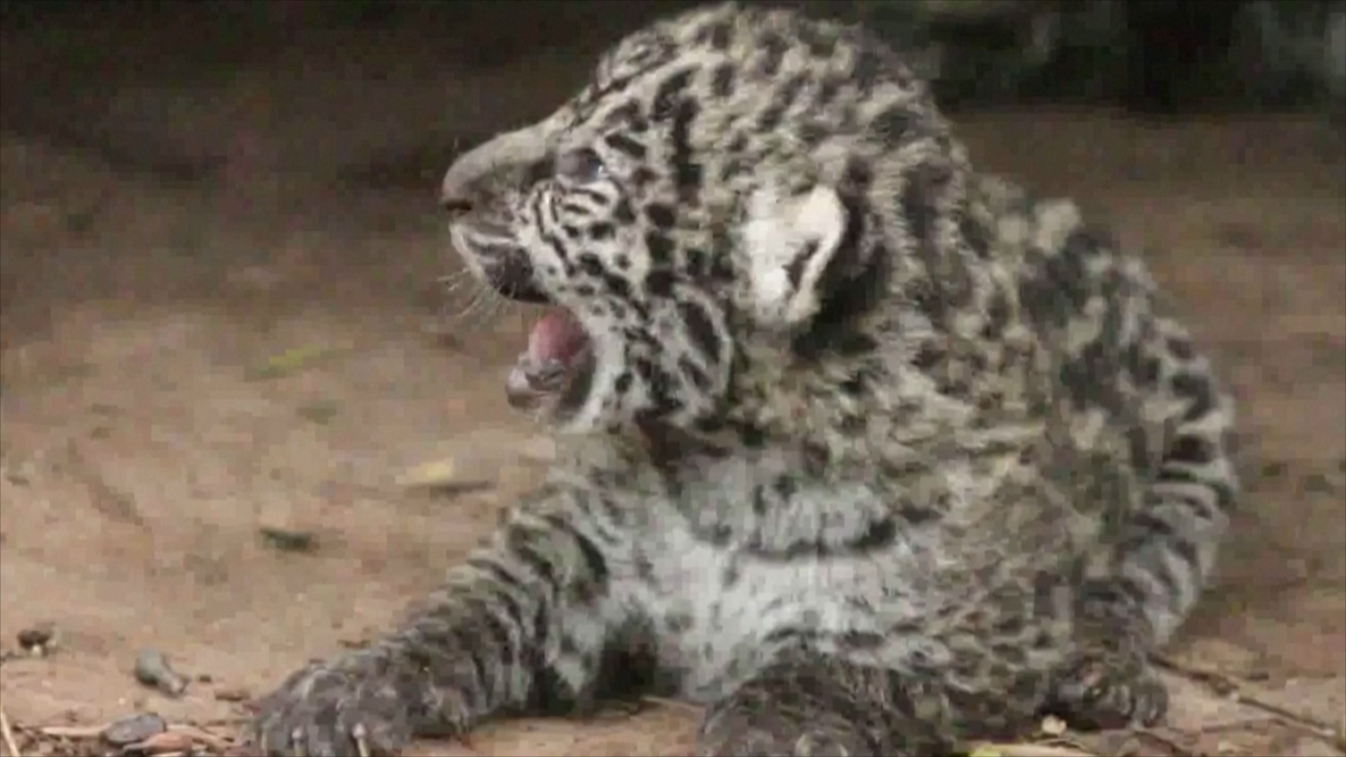 Рождение двух детёнышей ягуара поможет восстановить популяцию в Аргентине