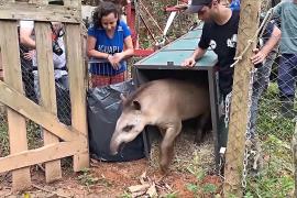 Тапиры снова возвращаются в дикую природу Бразилии