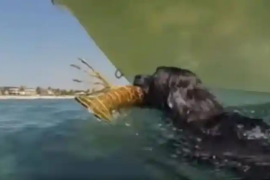 Как обученная док-дайвингу собака помогает очистить океан