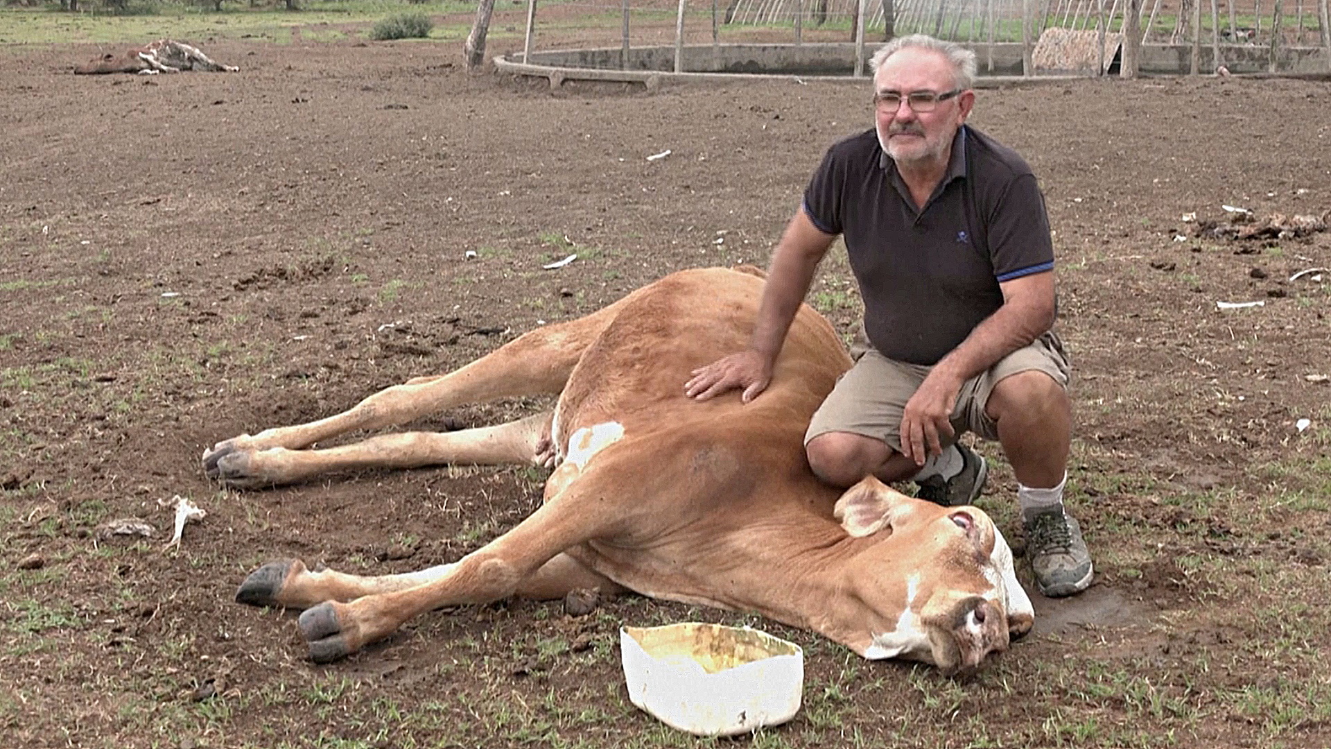 Из-за засухи в Аргентине гибнут урожай и скот