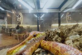 Посидеть в кафе в окружении змей и скорпионов предлагают в Малайзии