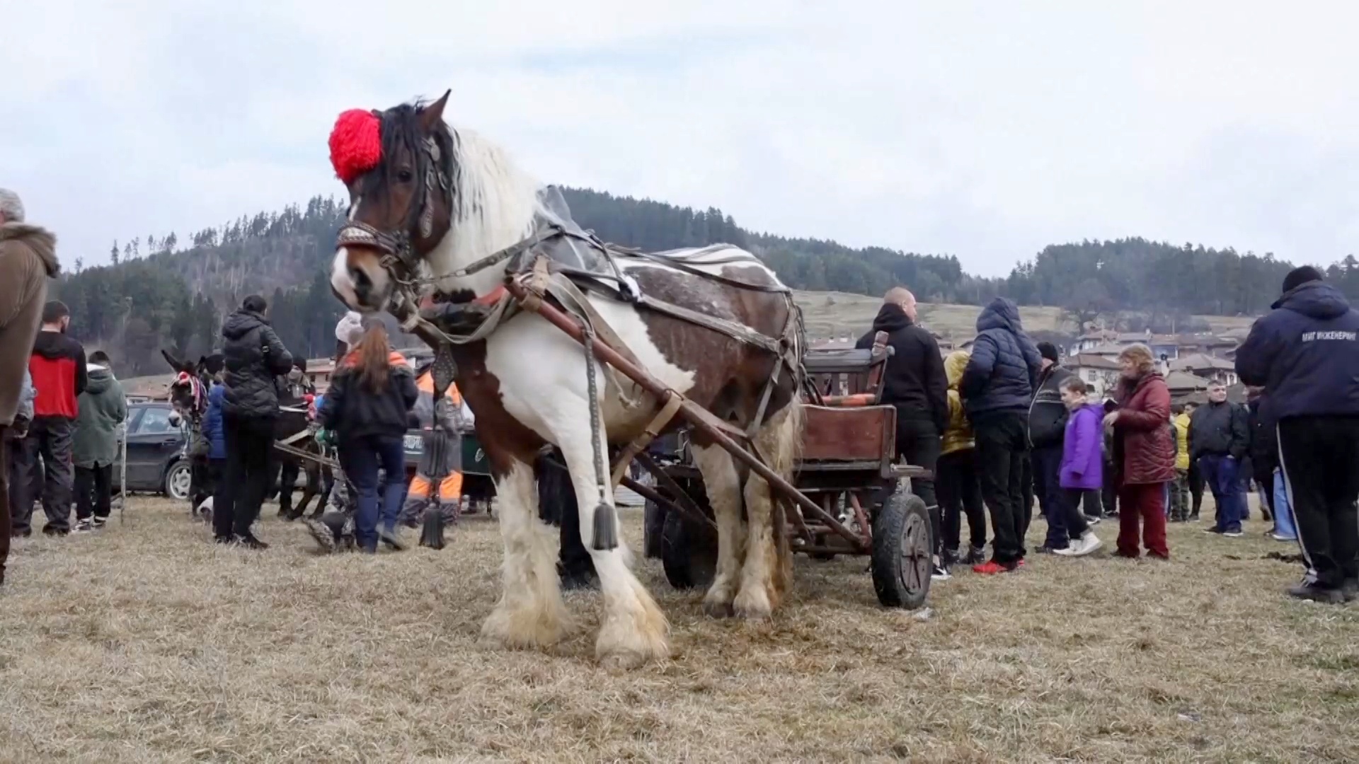 В болгарском городке устроили праздник для лошадей
