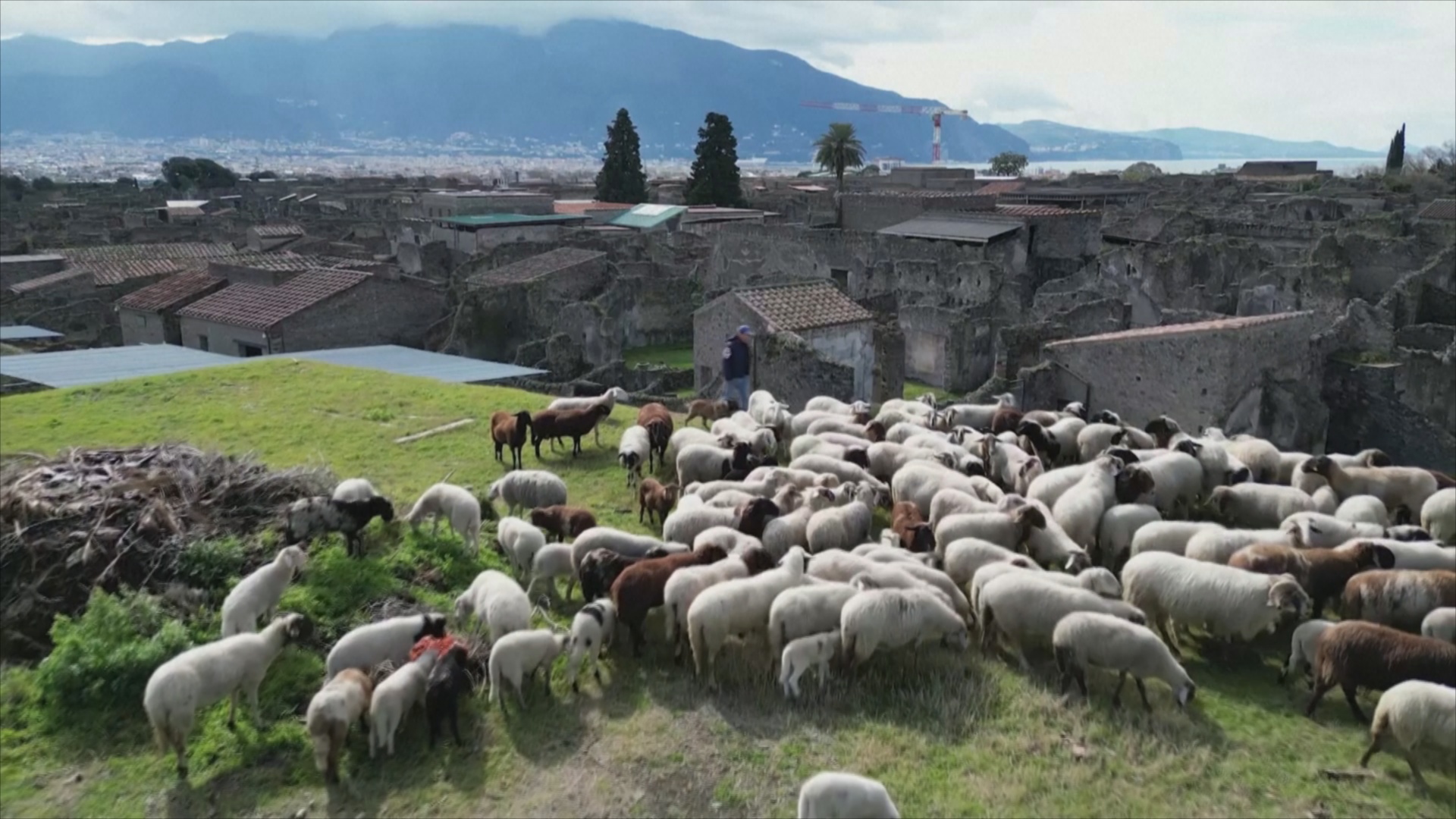 «Лохматые газонокосилки»: 150 овец очистят Помпеи от сорняков