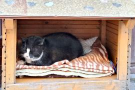 Знакомьтесь с котом Гацеком – достопримечательностью польского города Щецин