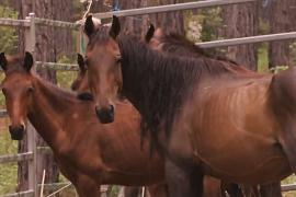 Как из диких австралийских брамби делают домашних лошадей