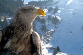 Лошади и орланы развлекают туристов в малоснежную зиму во Французских Альпах