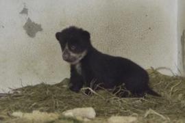 Андский медвежонок, родившийся в Колумбии, поможет в сохранении редкого вида